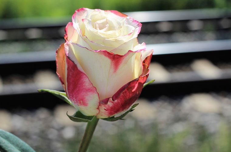 四川联合经济学院初高中起点工程造价专业课程简介 四川联合经济学院初高中起点工程造价专业课程简介